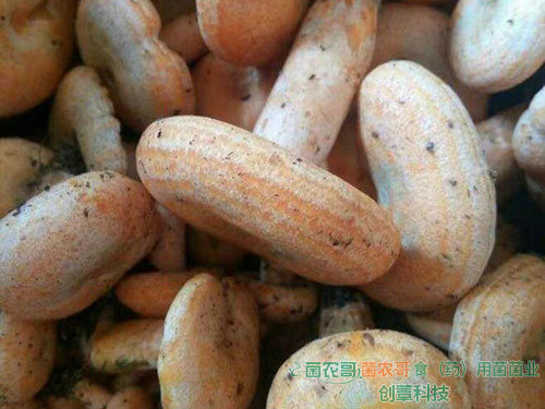 人工種植松乳菇 人工種植松乳菇